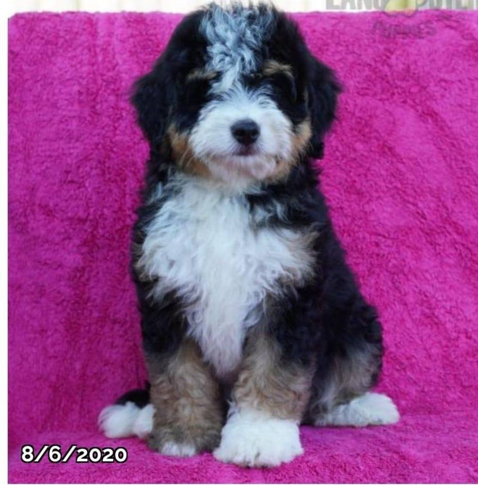 Meet your Posher, Jamie